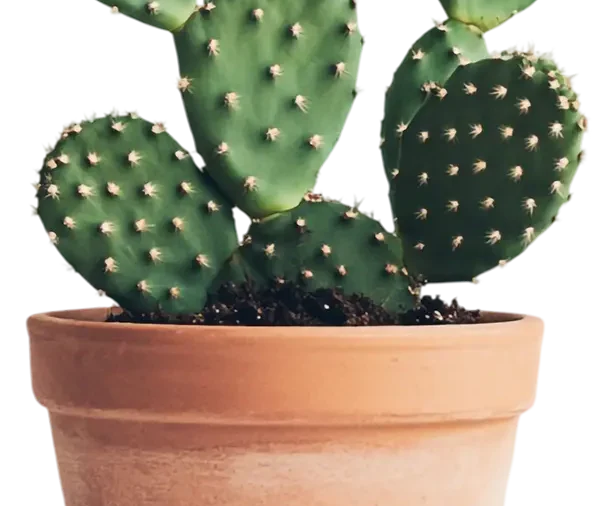 Arizona Cactus