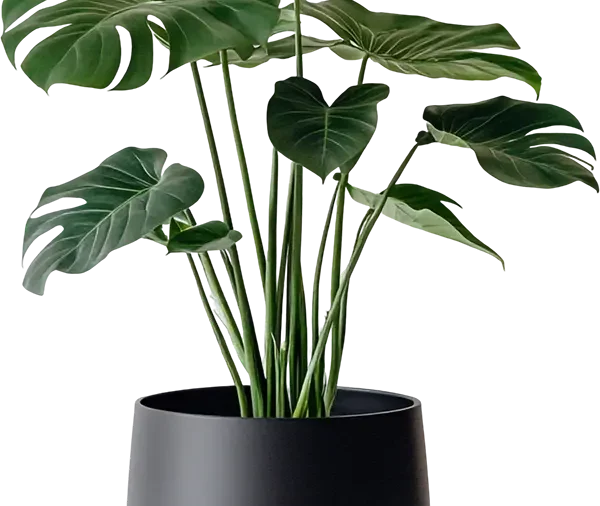 Monstera