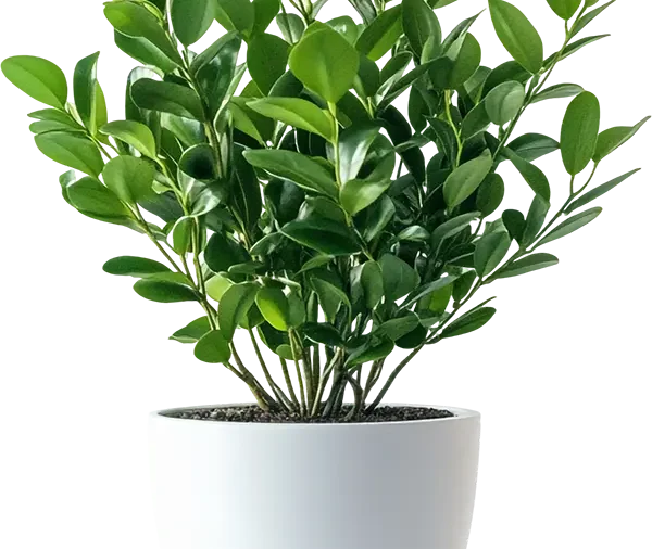 Jasmin